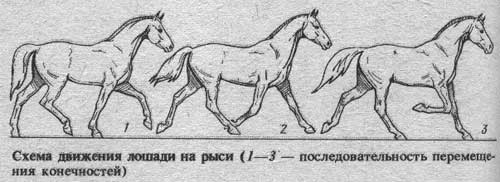 Движения на рыси, рысь