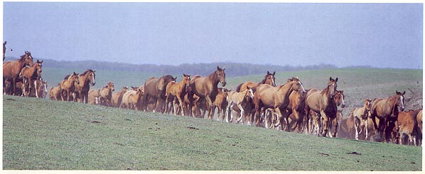 Буденновская