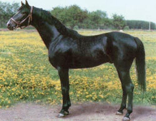 Русская верховая